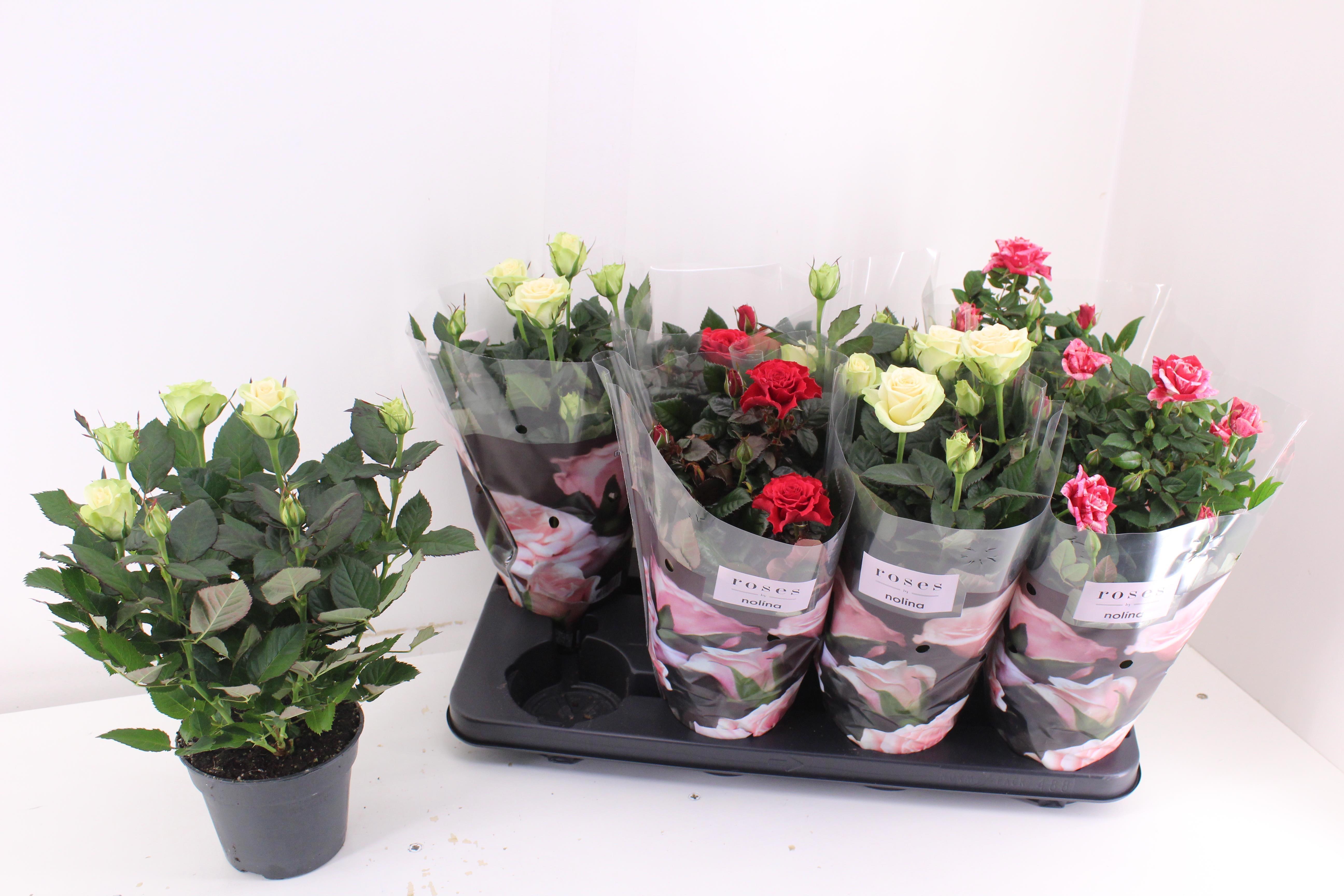 Горшечные цветы и растения оптом Ro Pathit Gem 3 Srt от 8шт из Голландии с доставкой по России