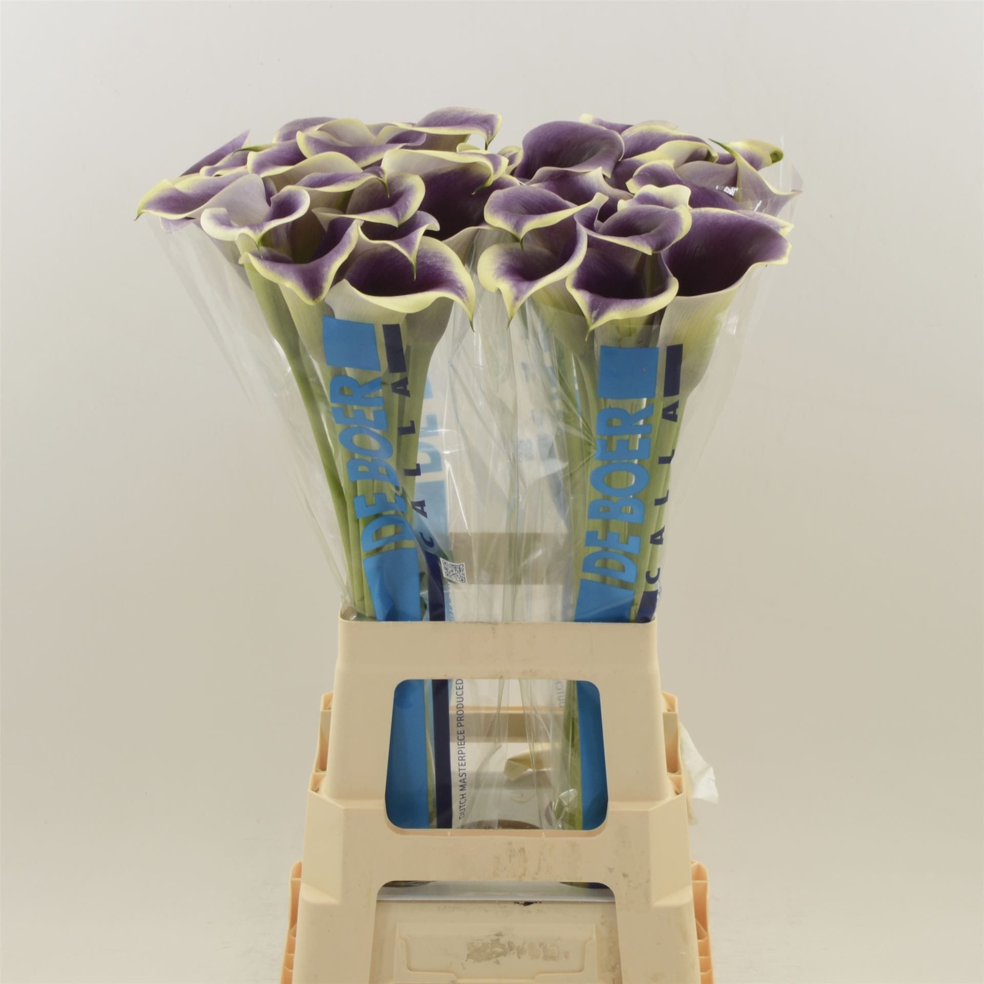 Срезанные цветы оптом Zantedeschia captain ranomi от 40шт из Голландии с доставкой по России