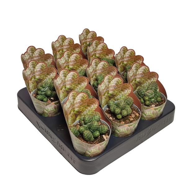 Горшечные цветы и растения оптом Crassula Barklyi Shaped Potcover от 12шт (для телеги) из Голландии с доставкой по России