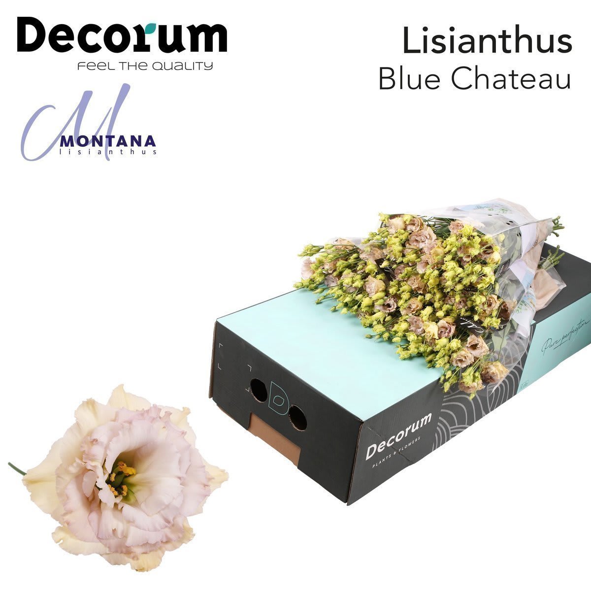 Срезанные цветы оптом Lisianthus do blue chateau от 140шт из Голландии с доставкой по России