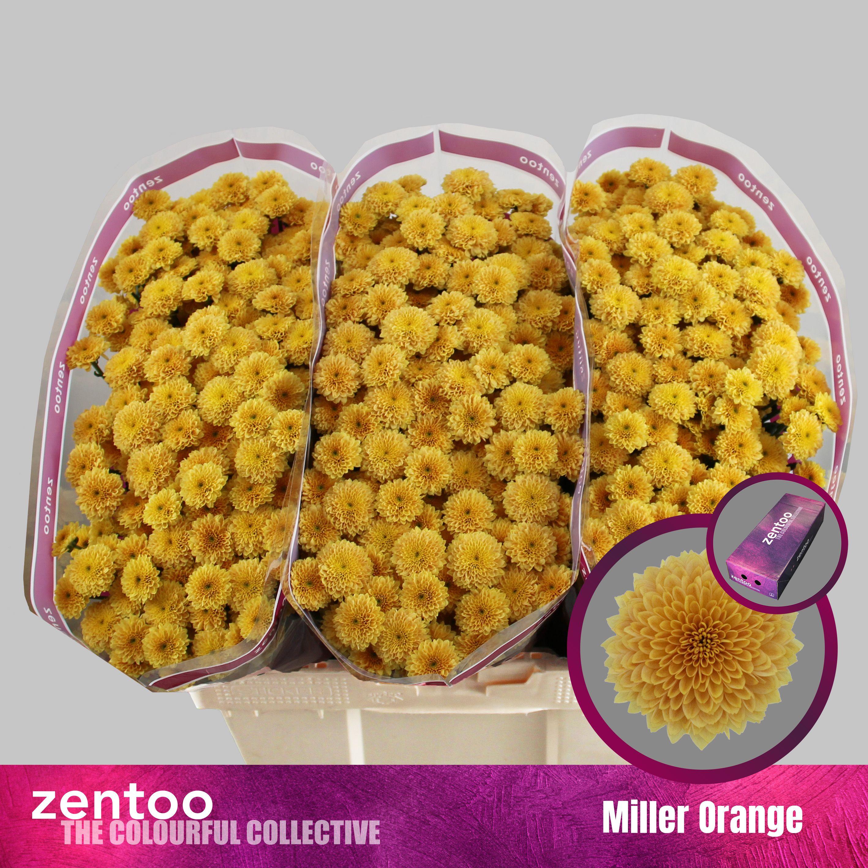 Срезанные цветы оптом Chrys sa miller orange от 75шт. из Голландии с доставкой по России