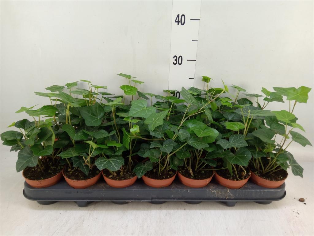 Горшечные цветы и растения оптом Hedera Hibernica от 21шт (для телеги) из Голландии с доставкой по России