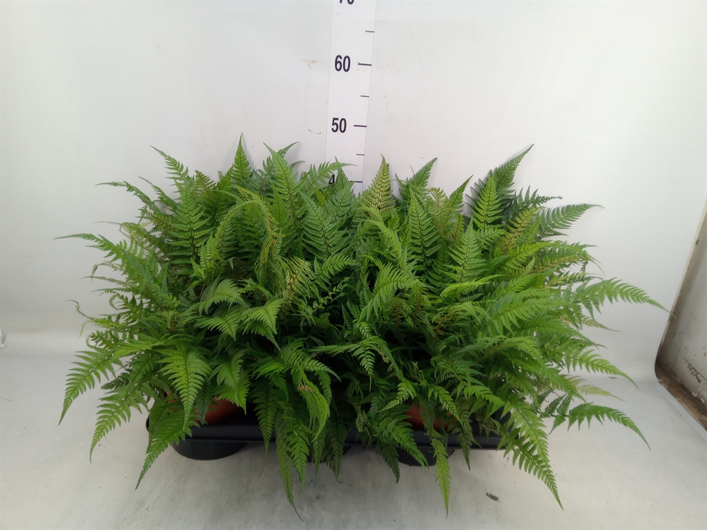 Горшечные цветы и растения оптом Athyrium   ... от 6шт из Голландии с доставкой по России