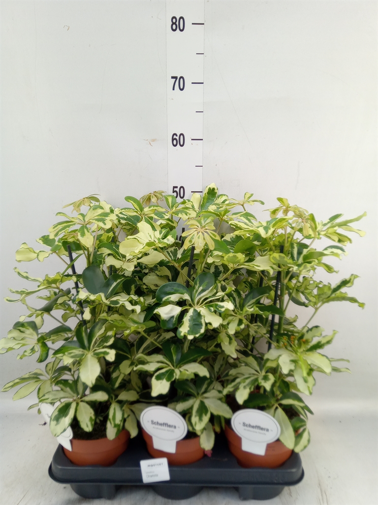 Горшечные цветы и растения оптом Schefflera Charlotte от 6шт из Голландии с доставкой по России