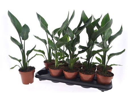 Горшечные цветы и растения оптом Strelitzia Reginae от 10шт из Голландии с доставкой по России