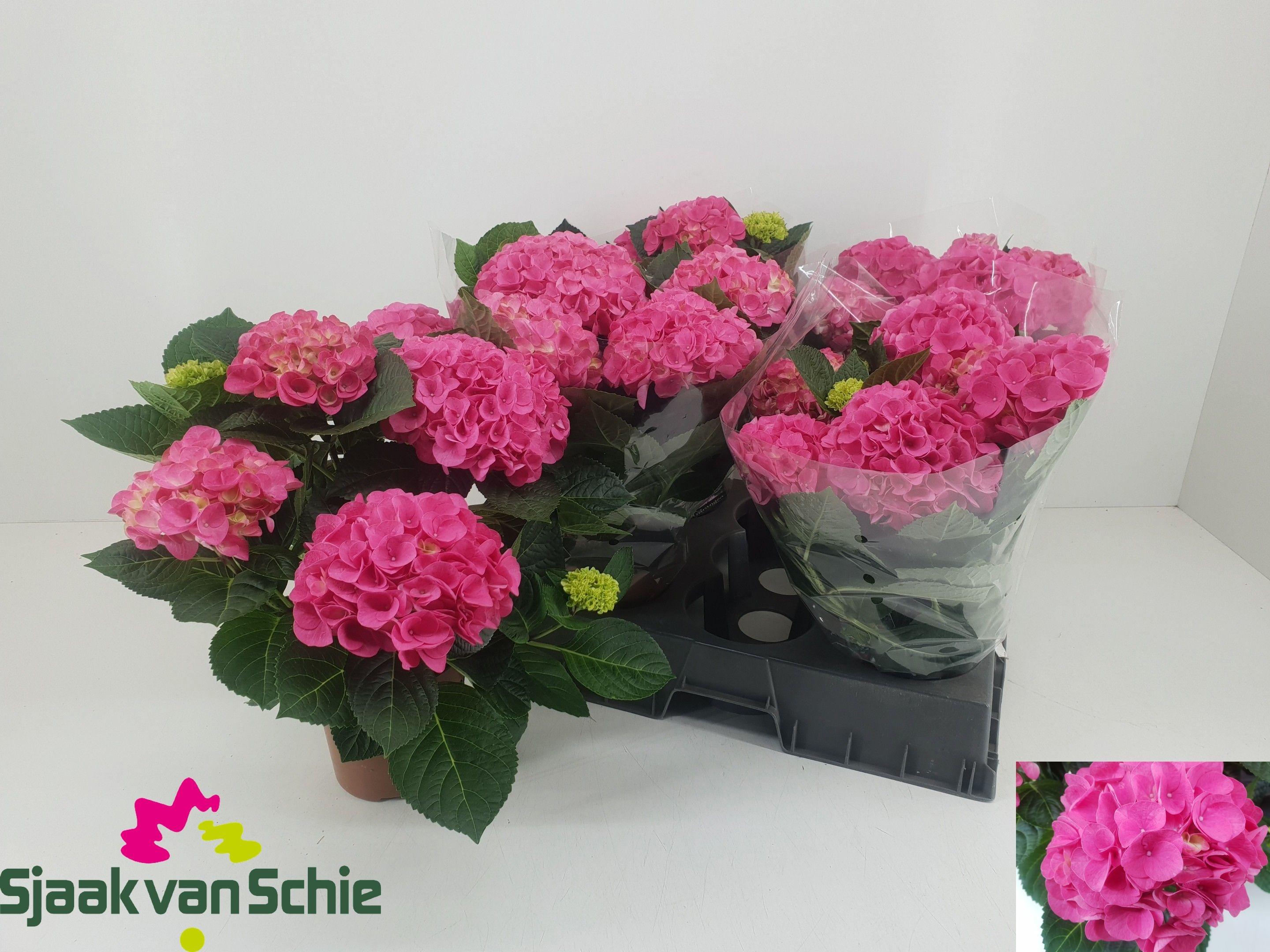 Горшечные цветы и растения оптом Hydr M Hi Meadow от 5шт из Голландии с доставкой по России