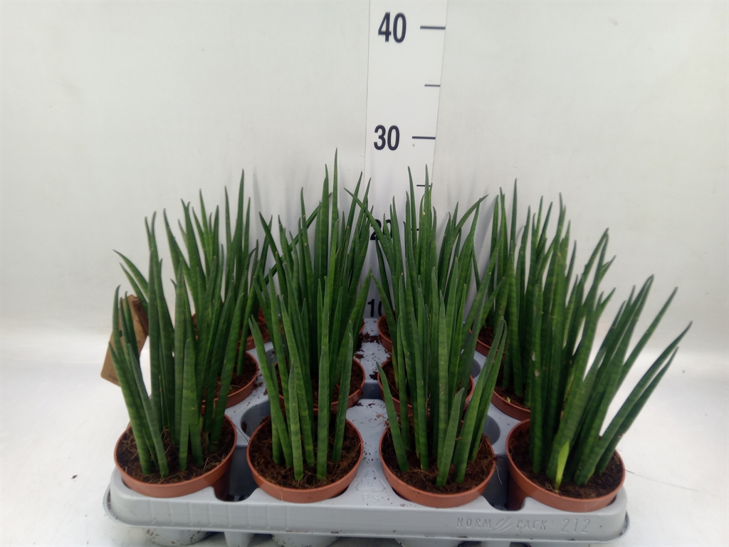 Горшечные цветы и растения оптом Sansevieria Bacularis от 12шт (для телеги) из Голландии с доставкой по России