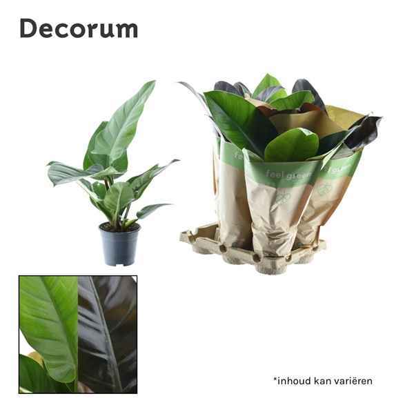 Горшечные цветы и растения оптом Philodendron Mix Imperial Green & Red In Kraft Sle от 6шт из Голландии с доставкой по России