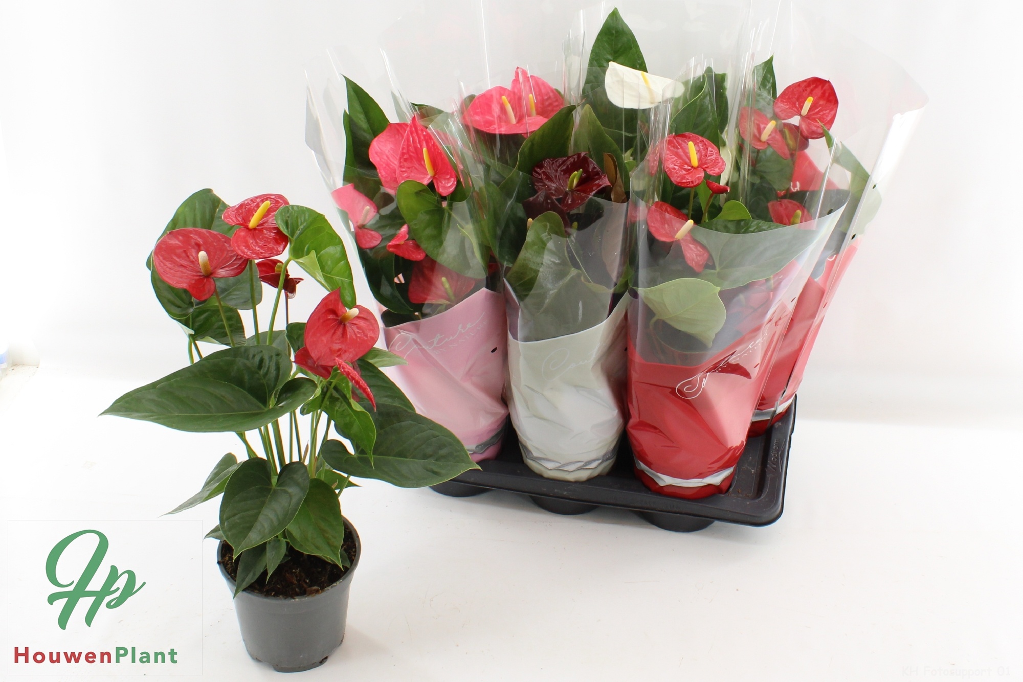 Горшечные цветы и растения оптом Anthu An Gem 4 Kl от 6шт из Голландии с доставкой по России