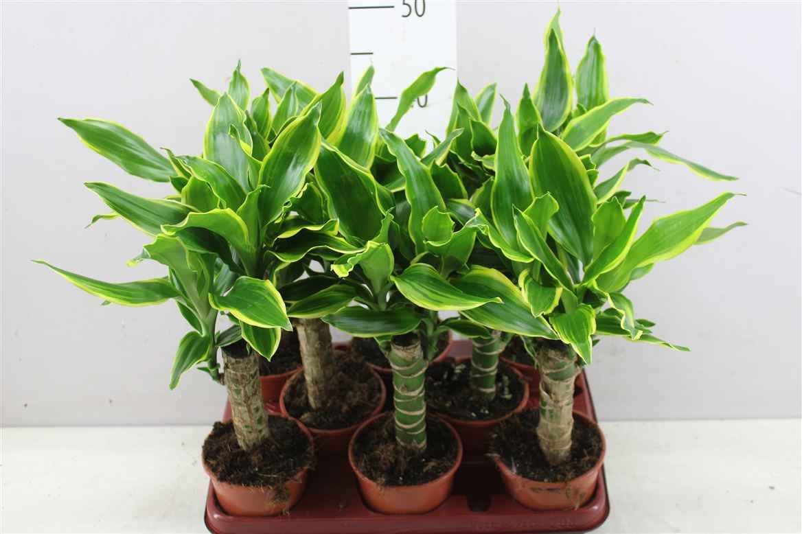 Горшечные цветы и растения оптом Dracaena Golden Coast 1 Stam от 8шт из Голландии с доставкой по России