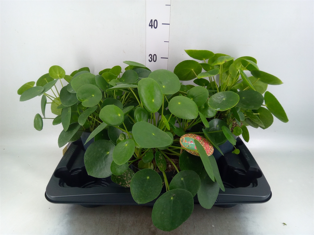 Горшечные цветы и растения оптом Pilea Peperomioides от 3шт из Голландии с доставкой по России