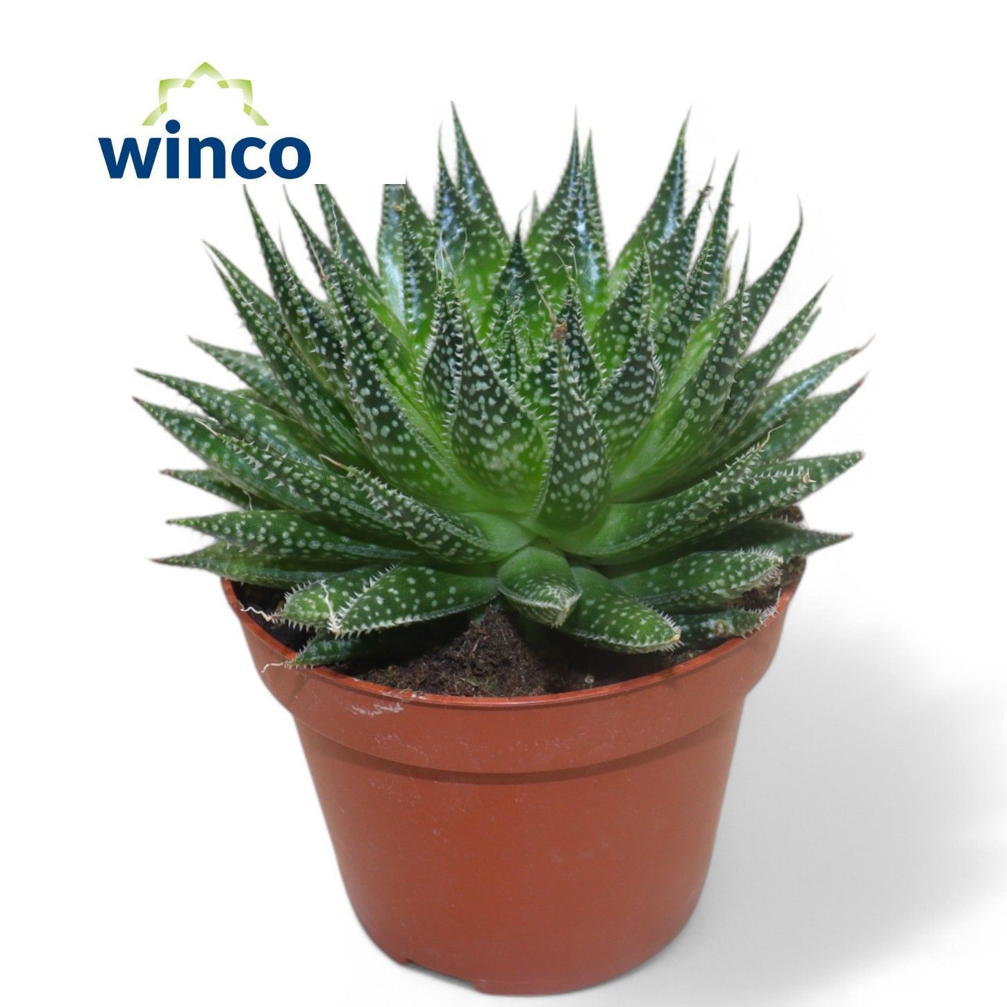 Горшечные цветы и растения оптом Aloe Aristata от 12шт из Голландии с доставкой по России
