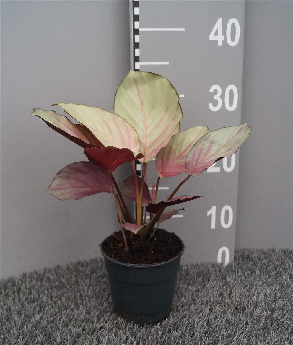 Горшечные цветы и растения оптом Calathea Silver Plate от 6шт из Голландии с доставкой по России