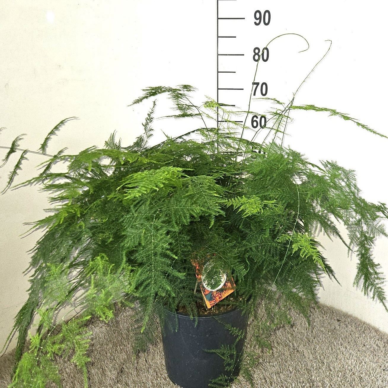 Горшечные цветы и растения оптом Asparagus Setaceus от 1шт из Голландии с доставкой по России