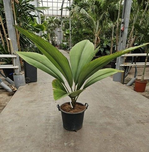 Горшечные цветы и растения оптом Johannesteijsmannia Jasmaniana от 1шт из Голландии с доставкой по России