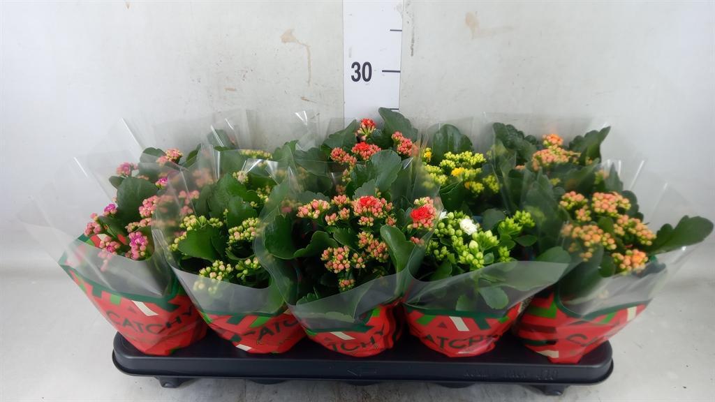 Горшечные цветы и растения оптом Kalanchoe Blos.   ..rosebud Mix  5 от 10шт из Голландии с доставкой по России
