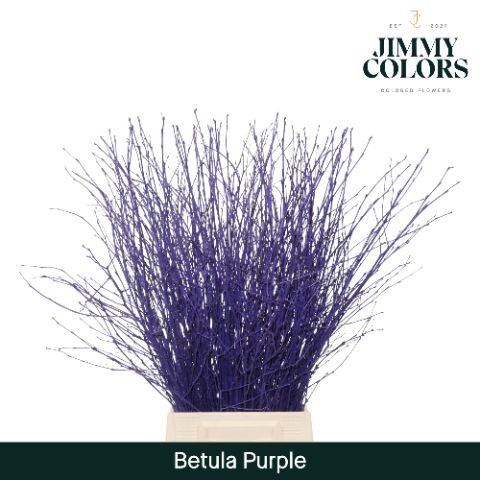 Срезанные цветы оптом Betula paint purple от 10шт. из Голландии с доставкой по России