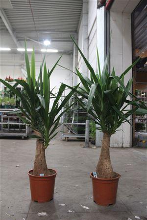 Горшечные цветы и растения оптом Yucca Maya Tree от 1шт из Голландии с доставкой по России