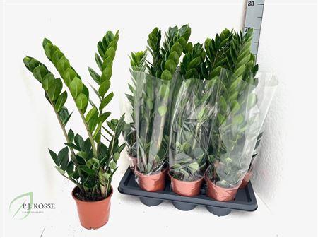 Горшечные цветы и растения оптом Zamio Zamiifolia 3+ 70cm. от 7шт из Голландии с доставкой по России