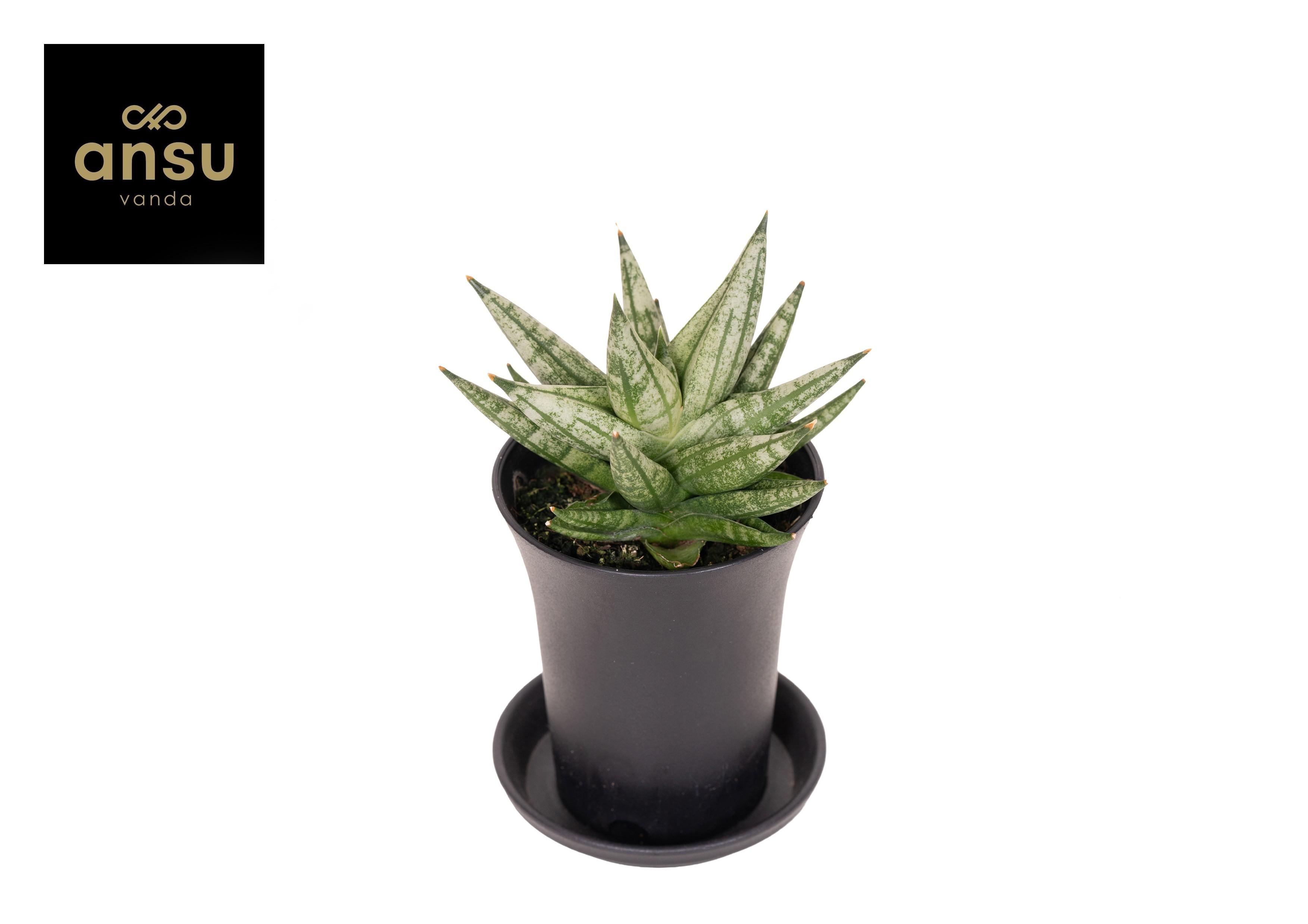 Горшечные цветы и растения оптом Sansevieria Inti Mini от 9шт (для телеги) из Голландии с доставкой по России