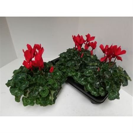 Горшечные цветы и растения оптом Cyclamen Gr Rood от 6шт (для телеги) из Голландии с доставкой по России