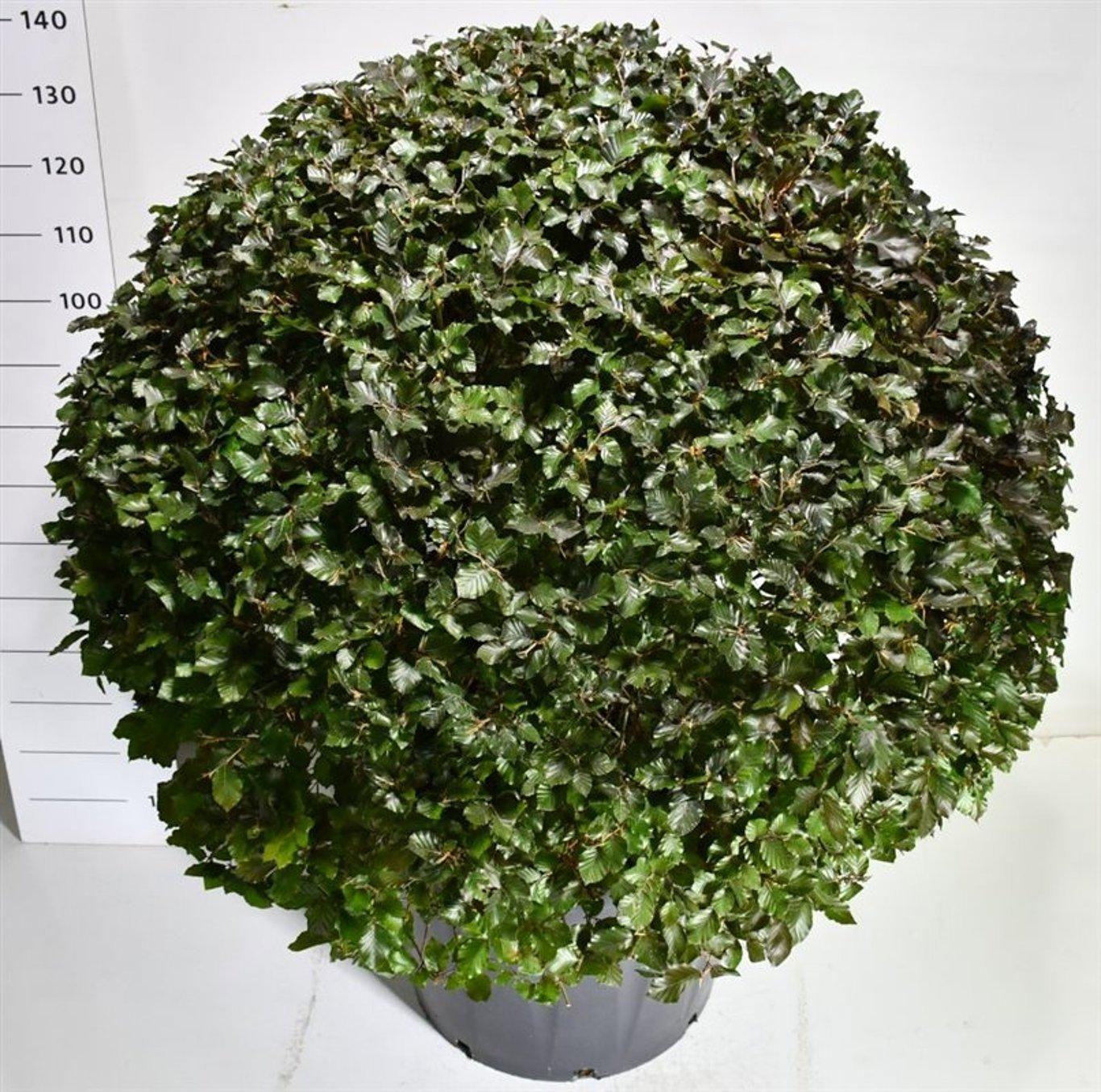 Горшечные цветы и растения оптом Fagus Syl Atropunicea от 1шт из Голландии с доставкой по России