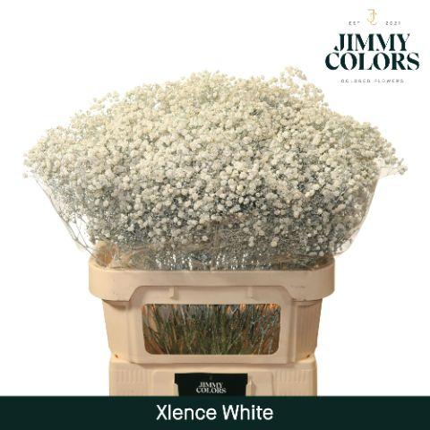 Срезанные цветы оптом Gyps large paint white от 25шт. из Голландии с доставкой по России