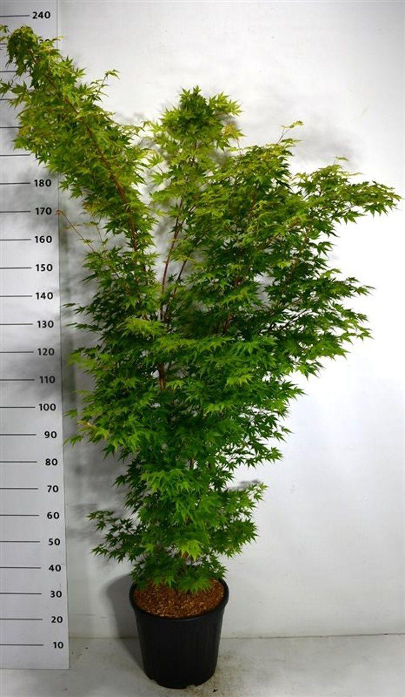 Горшечные цветы и растения оптом Acer Palm Sangokaku от 1шт из Голландии с доставкой по России