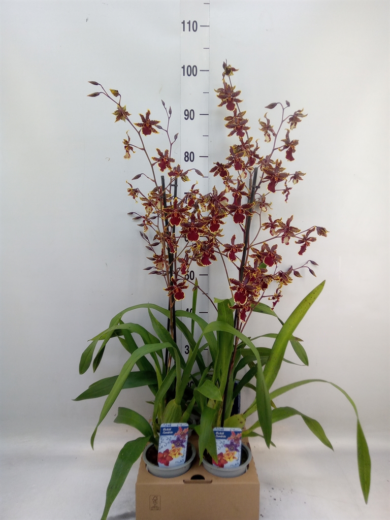 Горшечные цветы и растения оптом Orchideeen   ... от 4шт из Голландии с доставкой по России