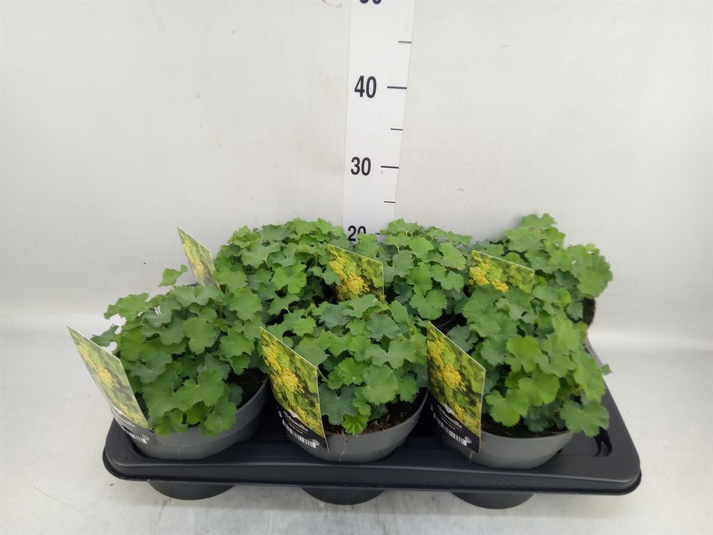 Горшечные цветы и растения оптом Alchemilla Mollis от 6шт из Голландии с доставкой по России