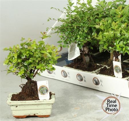 Горшечные цветы и растения оптом Bonsai Gem от 8шт из Голландии с доставкой по России