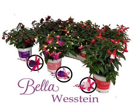 Горшечные цветы и растения оптом Fuchsia Bella Mix от 12шт из Голландии с доставкой по России