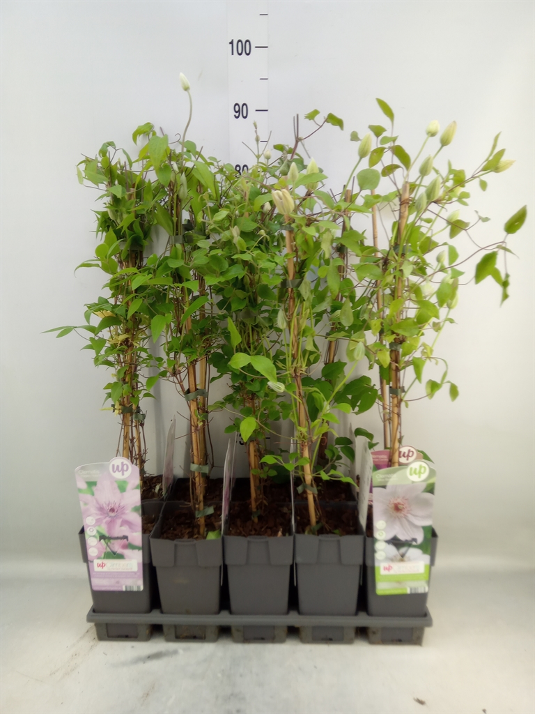 Горшечные цветы и растения оптом Clematis   ... от 10шт из Голландии с доставкой по России