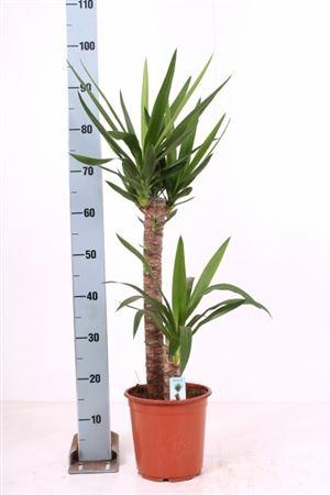Горшечные цветы и растения оптом ** Yucca 60-30 Cm от 1шт из Голландии с доставкой по России