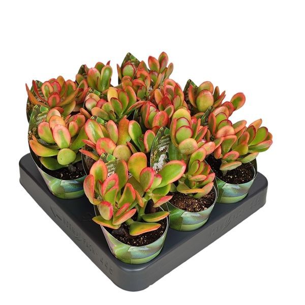 Горшечные цветы и растения оптом Crassula Portulacea Sunset Potcover от 12шт из Голландии с доставкой по России