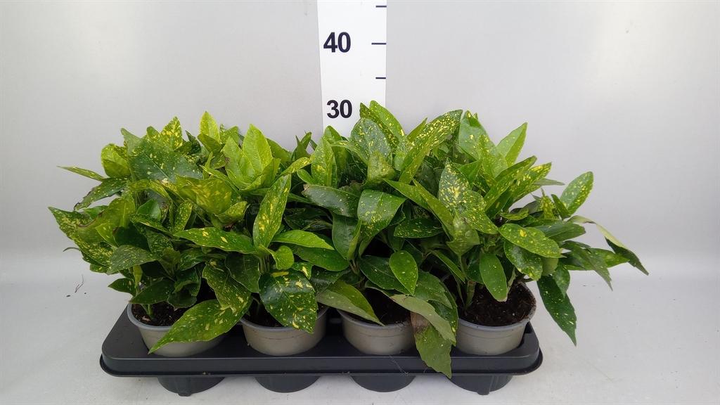 Горшечные цветы и растения оптом Aucuba Japonica variegata от 8шт из Голландии с доставкой по России