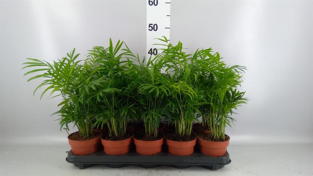 Горшечные цветы и растения оптом Chamaedorea Elegans от 10шт из Голландии с доставкой по России