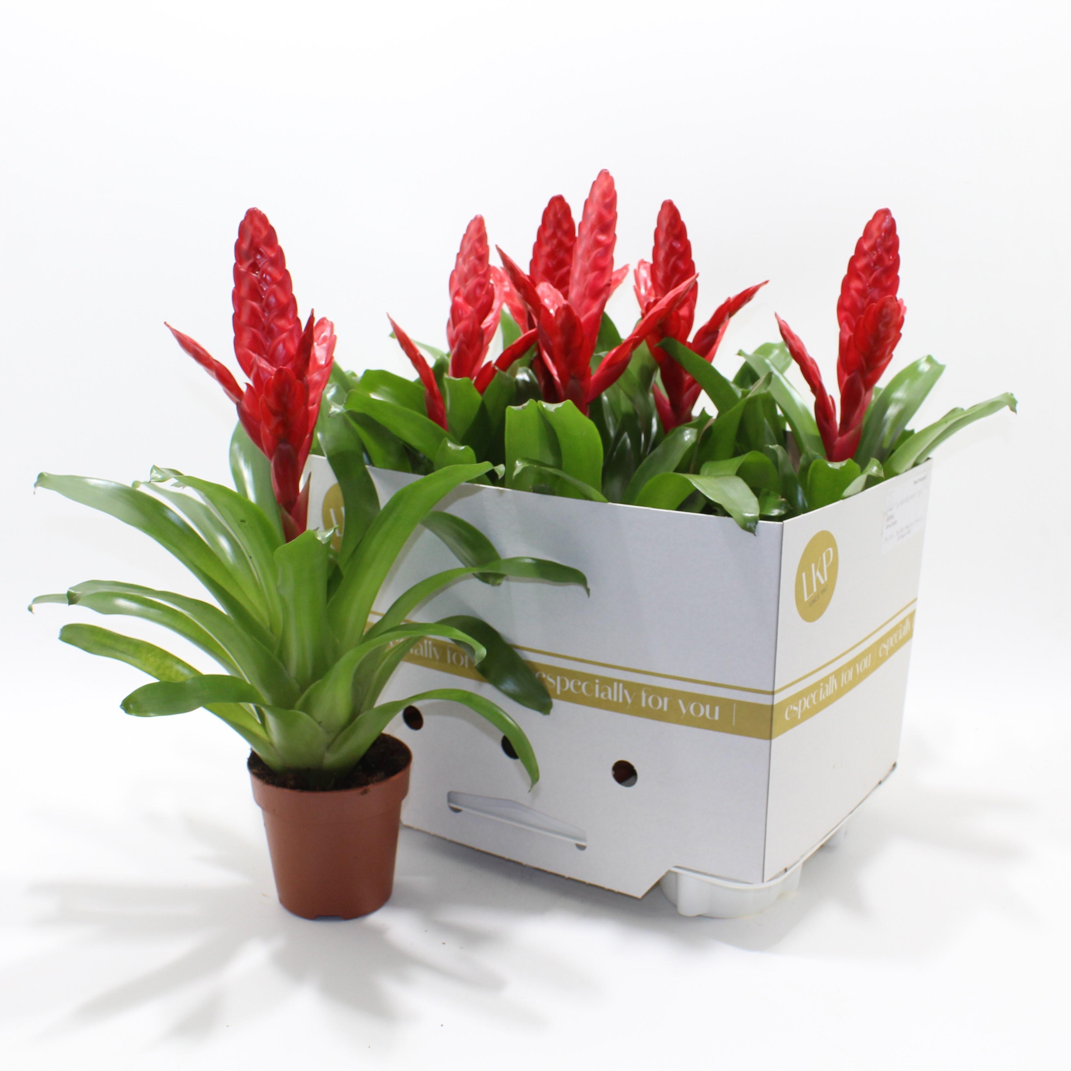 Горшечные цветы и растения оптом Vries X Poelmanii от 6шт из Голландии с доставкой по России