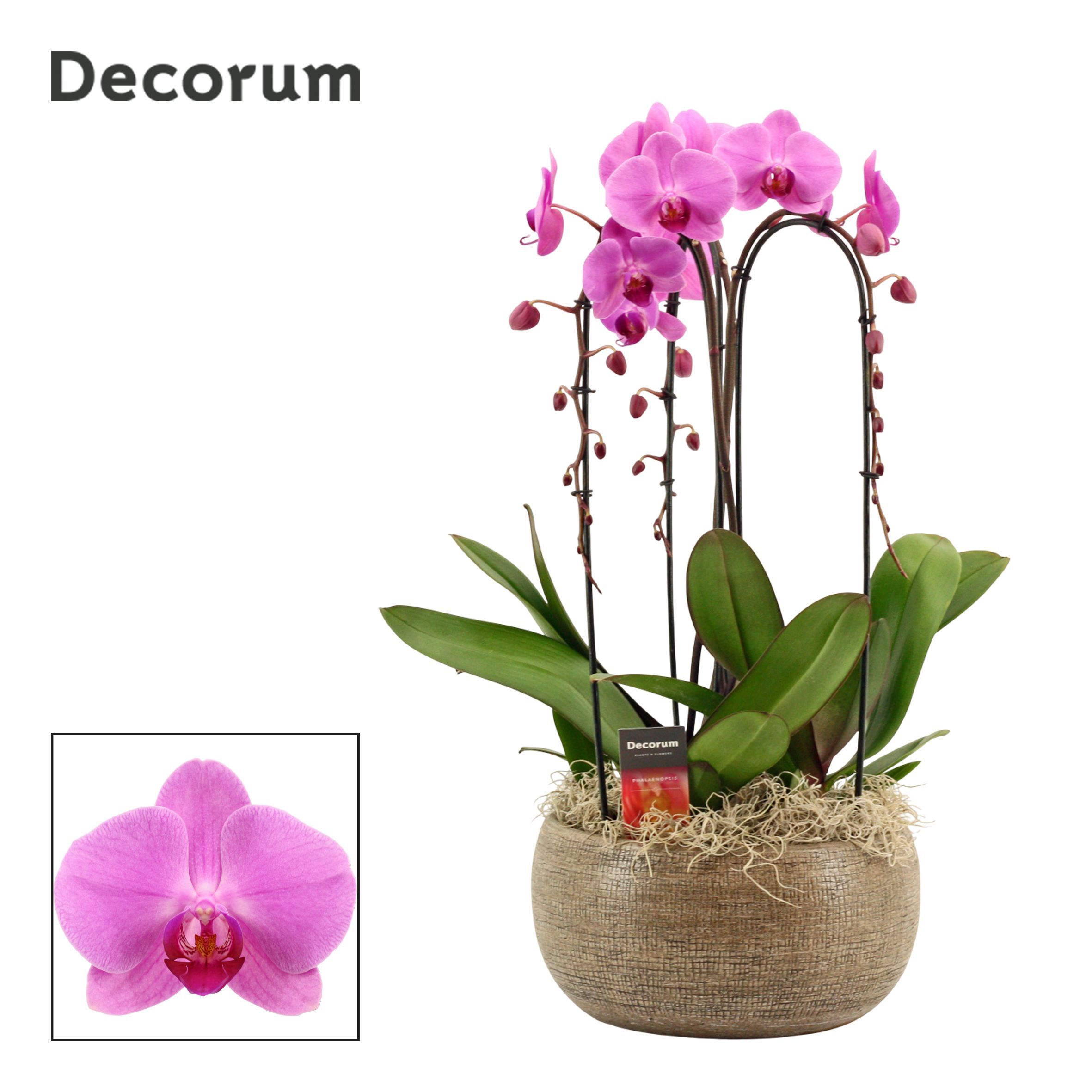 Горшечные цветы и растения оптом Phal Ov Roze от 1шт' из Голландии с доставкой по России