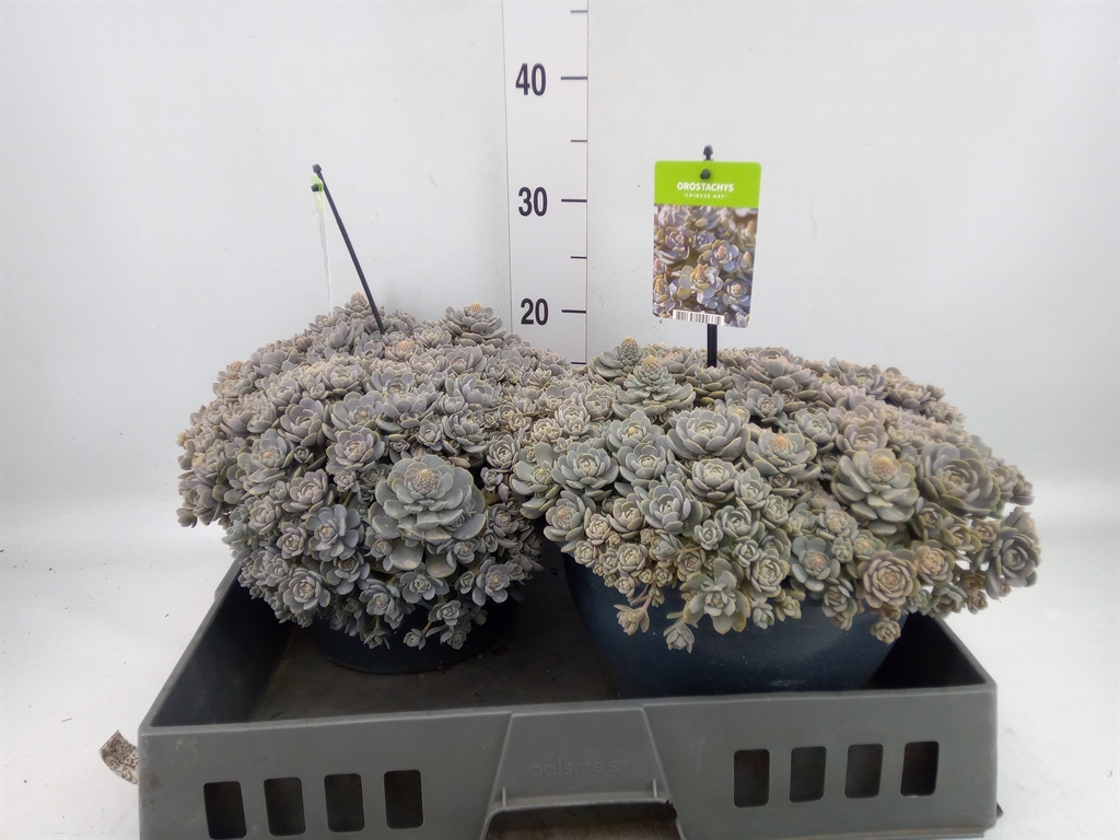 Горшечные цветы и растения оптом Orostachys Furusei от 2шт из Голландии с доставкой по России