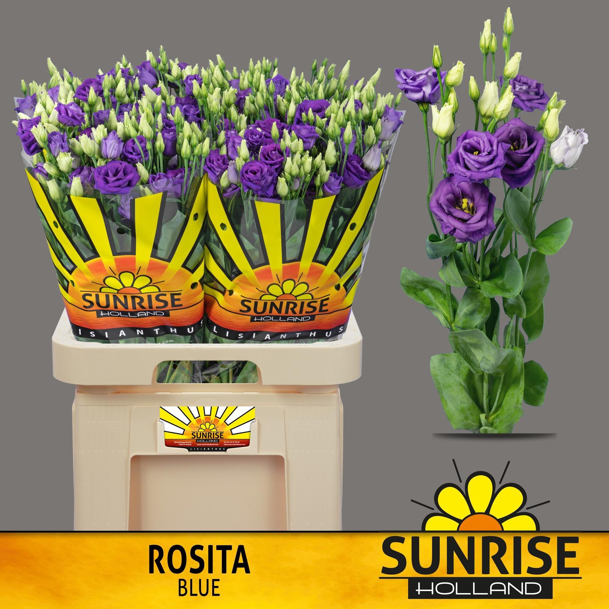 Срезанные цветы оптом Lisianthus do rosita blue A от 40шт из Голландии с доставкой по России
