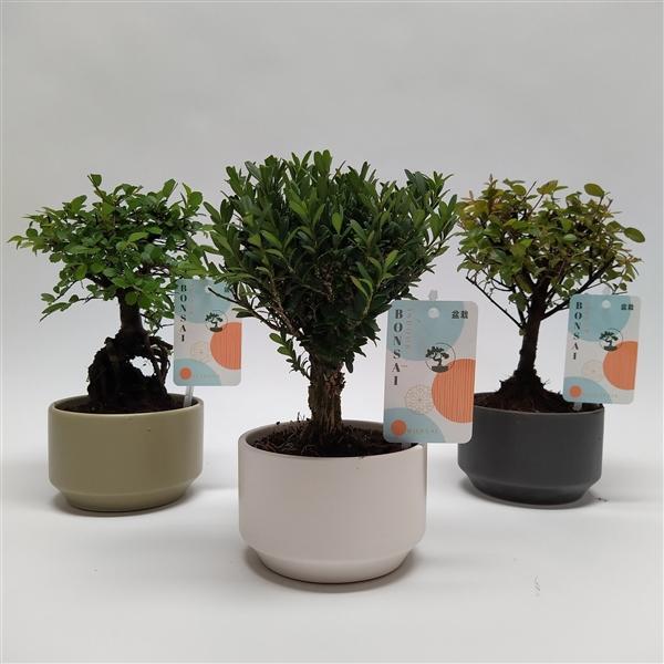 Горшечные цветы и растения оптом Bonsai Mix In Pure Ceramic от 14шт из Голландии с доставкой по России