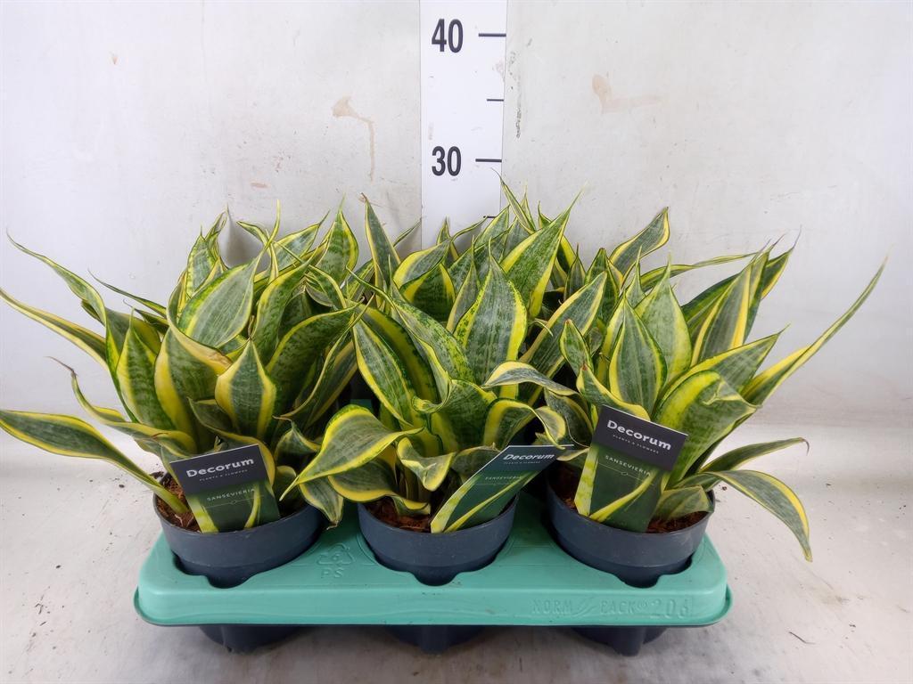 Горшечные цветы и растения оптом Sansevieria Trifa.   ... от 6шт из Голландии с доставкой по России