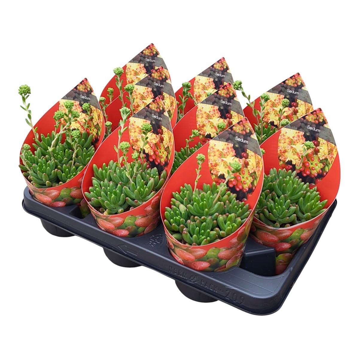 Горшечные цветы и растения оптом Sedum Pachyphyllum Potcover от 9шт из Голландии с доставкой по России