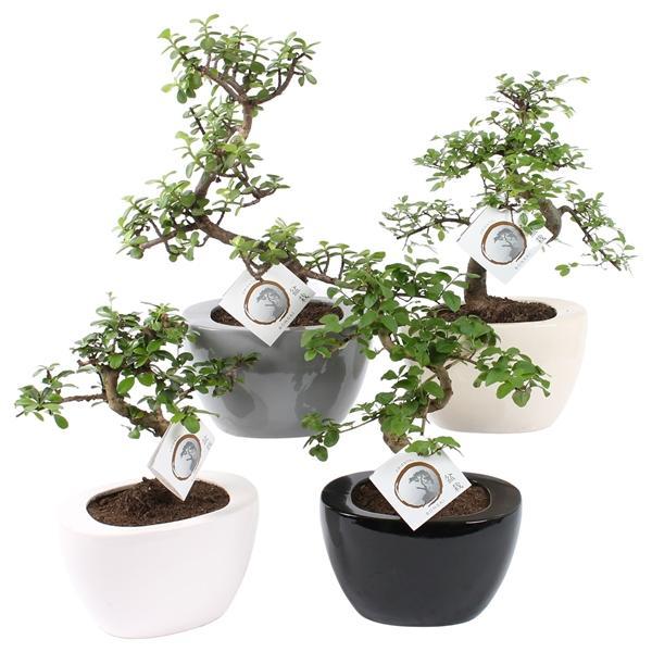Горшечные цветы и растения оптом Bonsai Mix In Folded Pot Colormix от 6шт из Голландии с доставкой по России