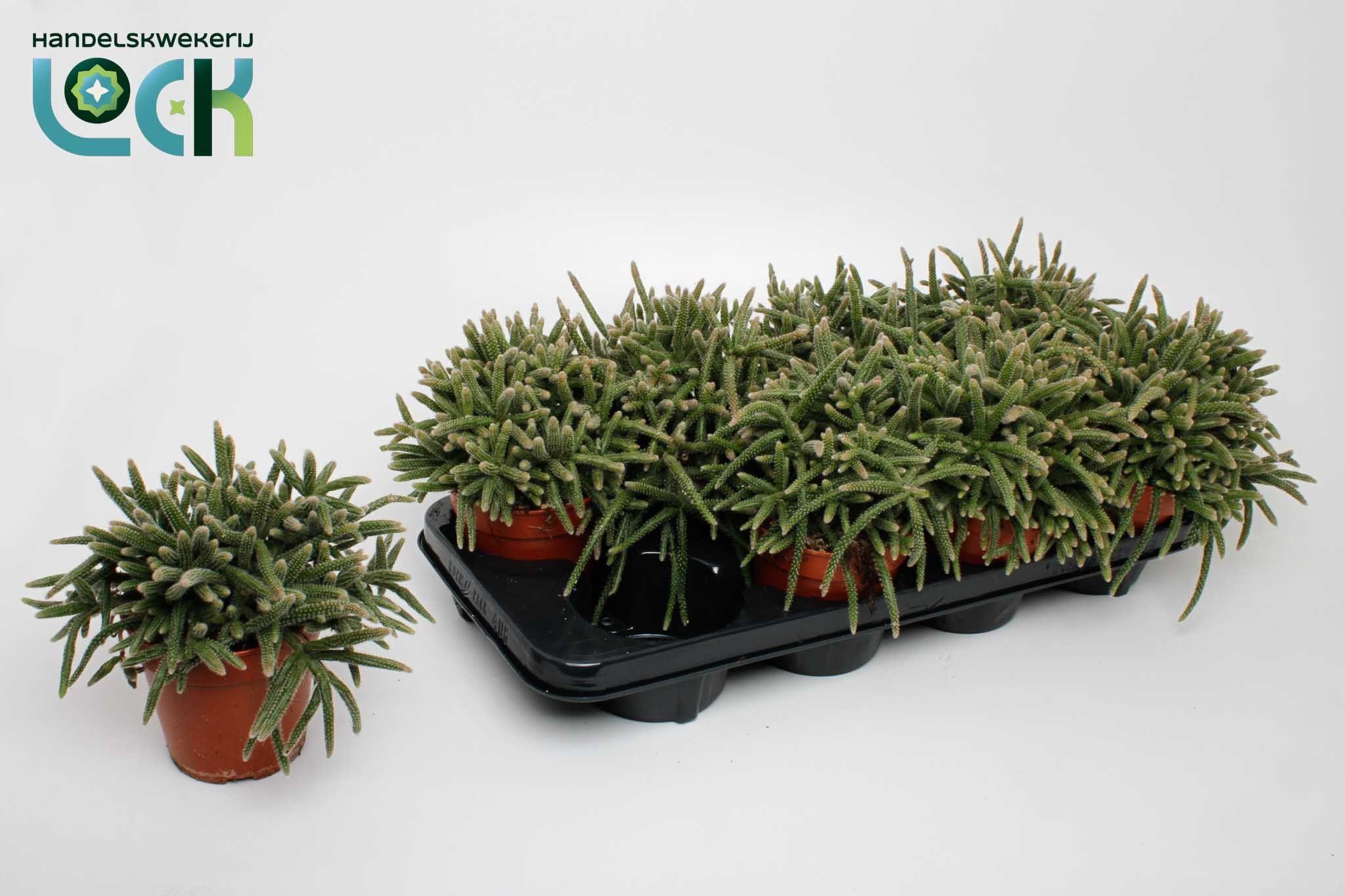 Горшечные цветы и растения оптом Rhipsalis Baccifera Horrida от 8шт из Голландии с доставкой по России