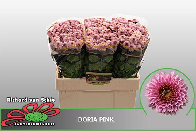 Срезанные цветы оптом Chrys sa doria pink от 150шт. из Голландии с доставкой по России