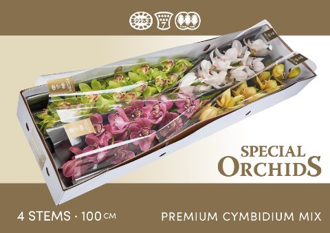 Срезанные цветы оптом Cymbidium mix от 4шт. из Голландии с доставкой по России