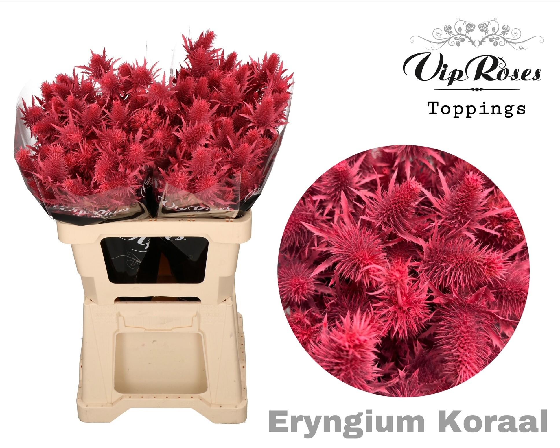 Срезанные цветы оптом Eryngium paint coral от 20шт из Голландии с доставкой по России