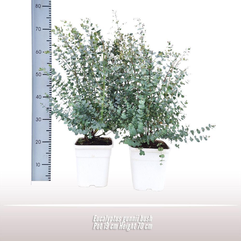 Горшечные цветы и растения оптом Eucalyptus Gunnii от 1шт из Голландии с доставкой по России